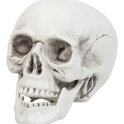 Hauskúpa, 17x22x14cm