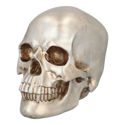 Hauskúpa, Skínandi, 26x18x23cm