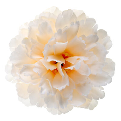 Blóm, 11x5cm, Ivory, 4 stk